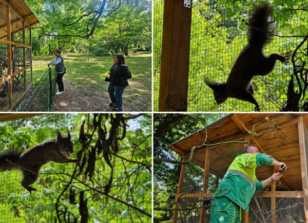 Pu&scaron;tena treća ženka crvene vjeverice u Strossmayerov park